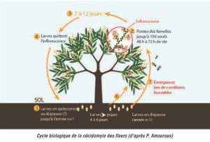 Cylce_biologique_cecydomyle_fleur_manguier