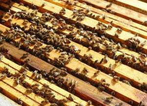 Du nouveau dans la réglementation « abeilles »